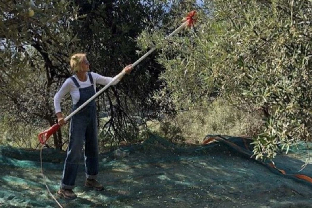 Η Μαρέβα Μητσοτάκη φόρεσε στολή εργασίας και πήγε να βγάλει το λάδι της χρονιάς ή απλά προεκλογική διαφήμιση; (εικόνα)